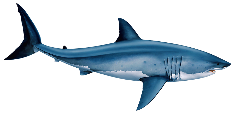 Porcelain Great White Shark — Custom Mosaics